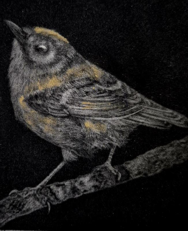 Goldcrest 